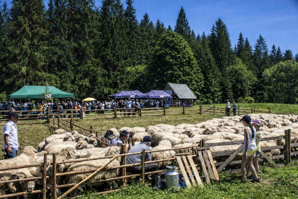 Tradycyjny wypas owiec w Beskidach podczas wydarzenia pasterskiego